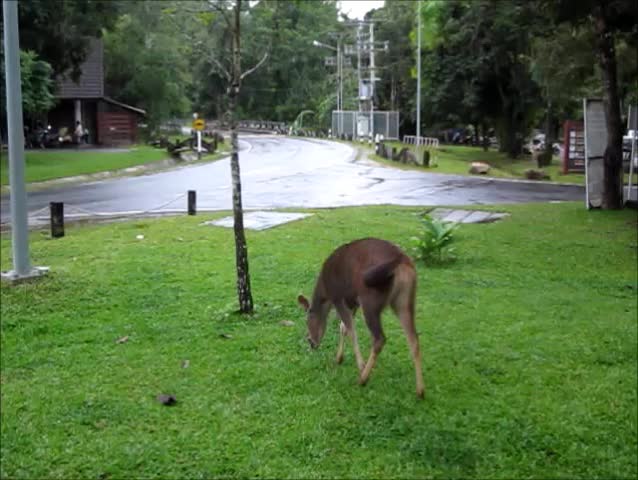 A deer in the national park.