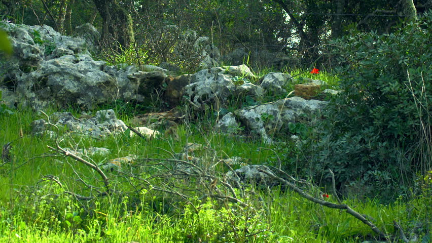 Windy Carmel mountain forest shot in Israel.