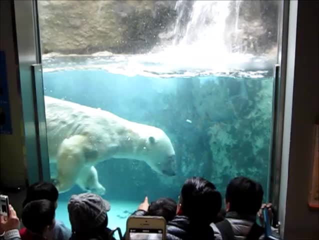 Polar bear in Asahiyama zoo of Hokkaido, Japan.