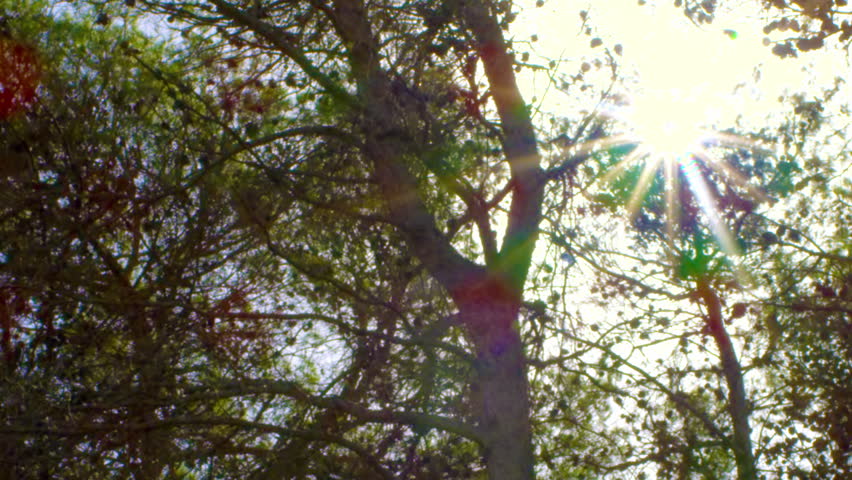 Sunshine through branches shot in Israel.