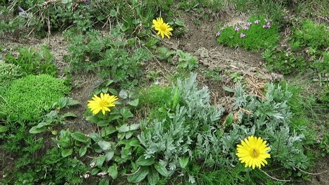 Alpine flowers like moss campion (Silene acaulis) and herbal arnica flower. Located at Grossglockner mountain area.