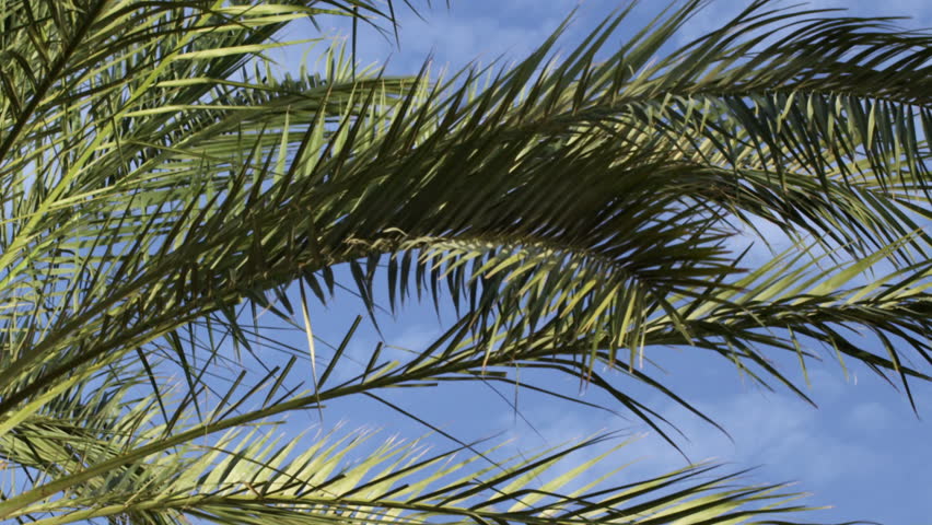 Palm fronds and blue sky shot in Israel.