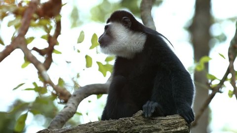 Eastern black and white colobus monkey. with its distinctive monochrome fur. sitting on a branch and eating a banana at the zoo.
