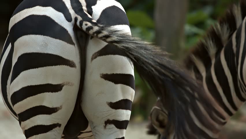 Zebra Swishing His Tail Keep Flies Stock Footage Video (100% Royalty-free) ...