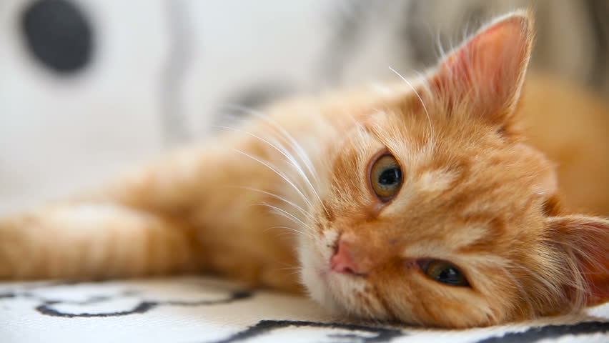 ginger kitty