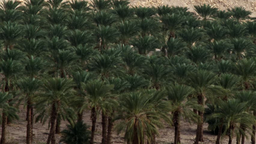 A palm tree orchard shot in Israel.