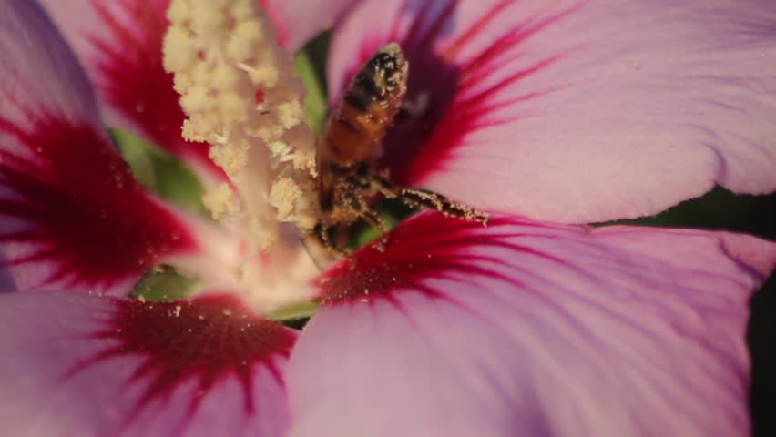Feeding Bee on Hibiscus