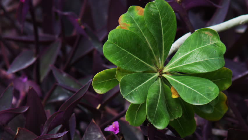 Closeup of green and purple leaves shot in Israel.