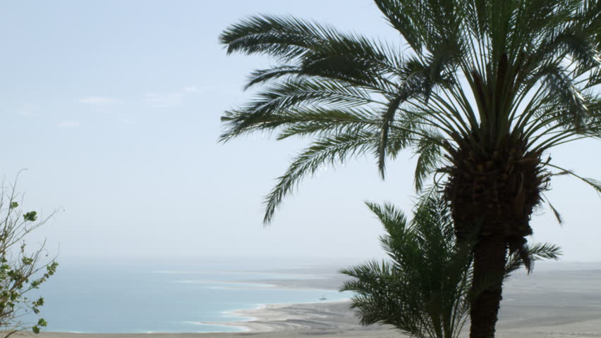 Palm trees and the Dead Sea shot in Israel.