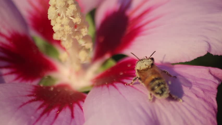 Bee on Hibiscus