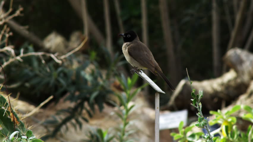 A bird perched in a garden shot in Israel.