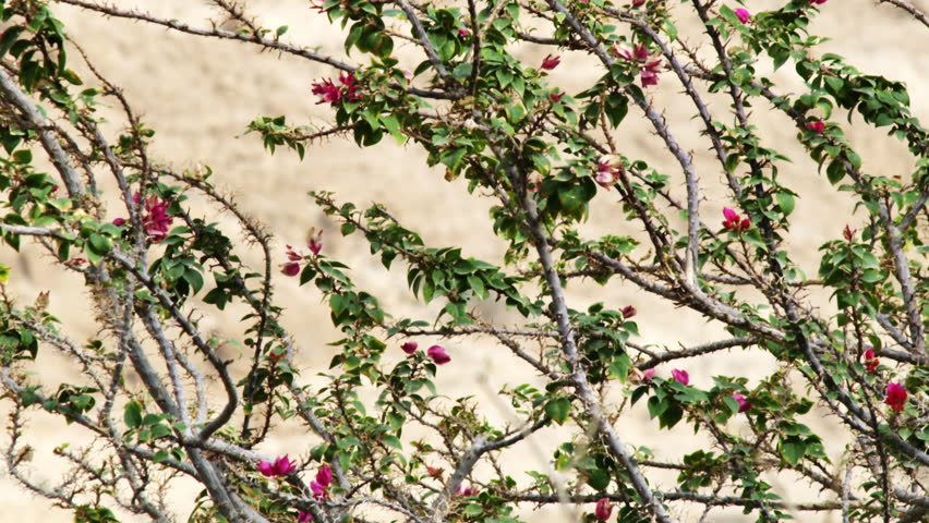 A flowered tree in the desert shot in Israel.
