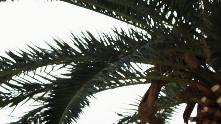 An Ein Gedi palm tree shot in Israel.