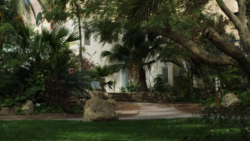 Palm trees at Ein Gedi shot in Israel.