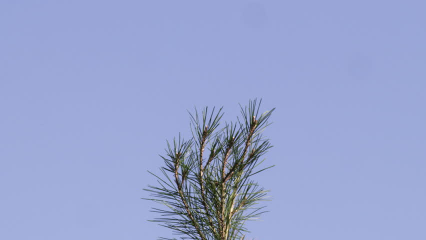A coniferous tree shot in Israel.