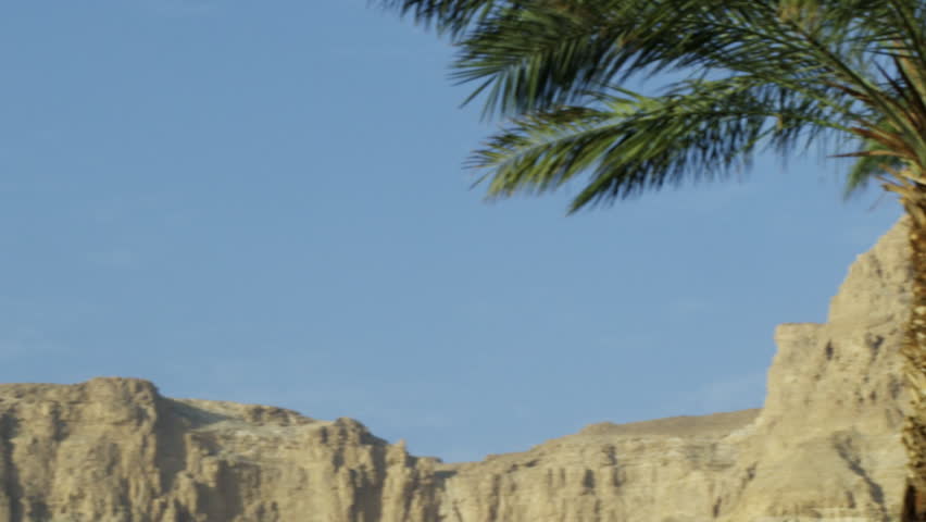 Ein Gedi palm trees and a desert mountain shot in Israel.