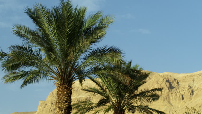 Ein Gedi palm trees and a mountain shot in Israel.