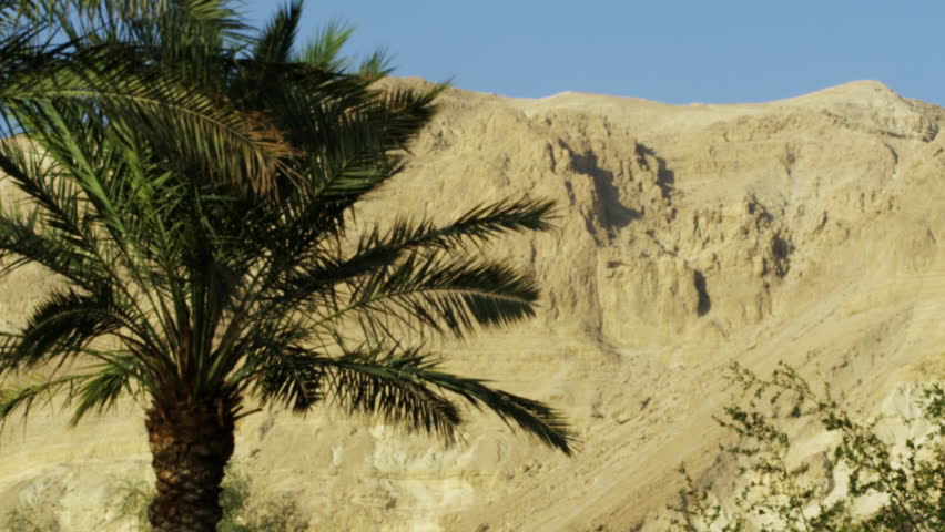 A mountain and Ein Gedi palm trees shot in Israel.