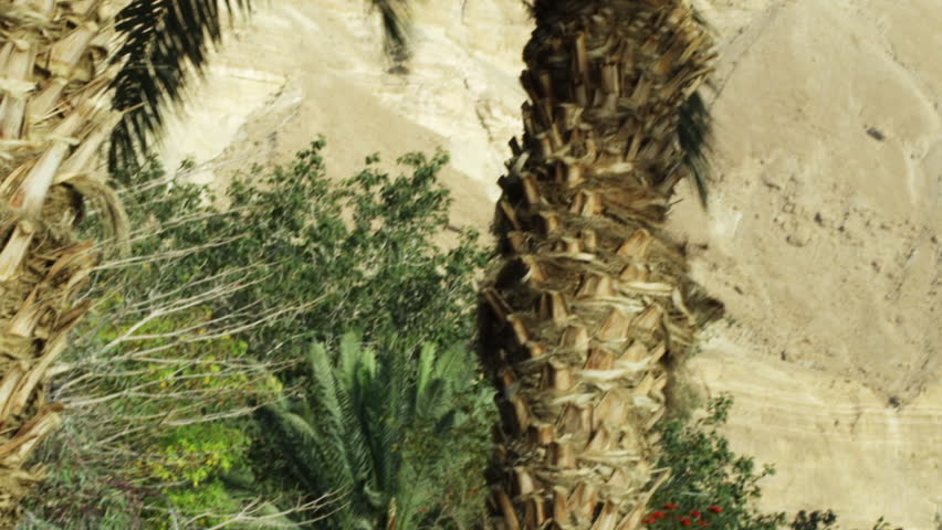 Ein Gedi palm trees shot in Israel.