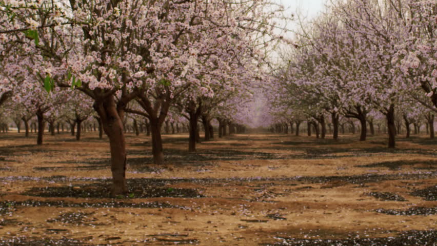 Rows in a blooming orchard shot in Israel.