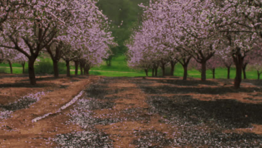 A blooming pink orchard shot in Israel.