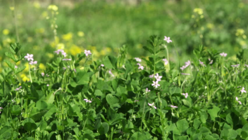 Fields and trees shot in Israel.