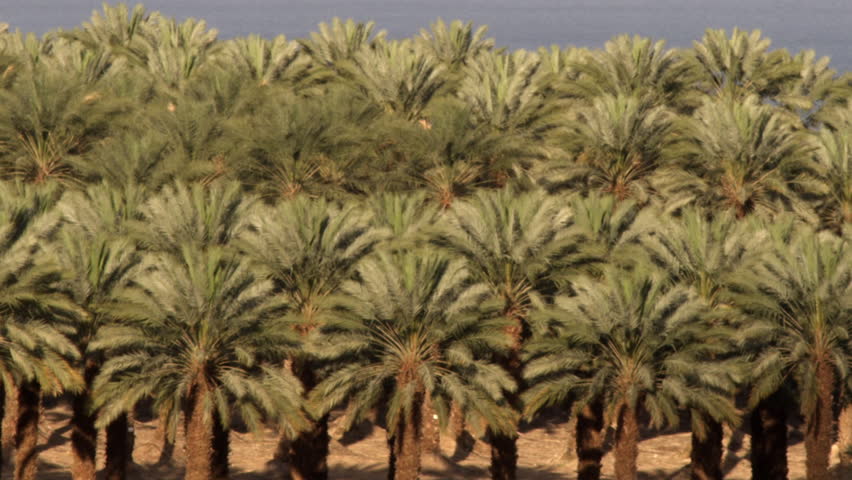 A palm orchard at the Dead Sea shot in Israel.