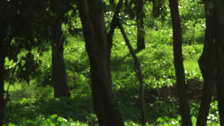 A forest scene shot in Israel.