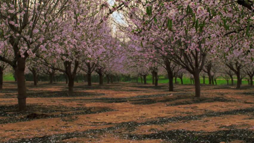 Blooming orchard rows shot in Israel.