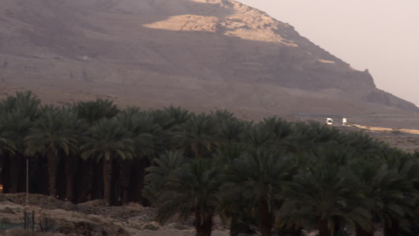 A palm grove at the Dead Sea shot in Israel.