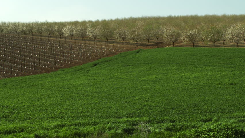 Almond orchards and a field shot in Israel.