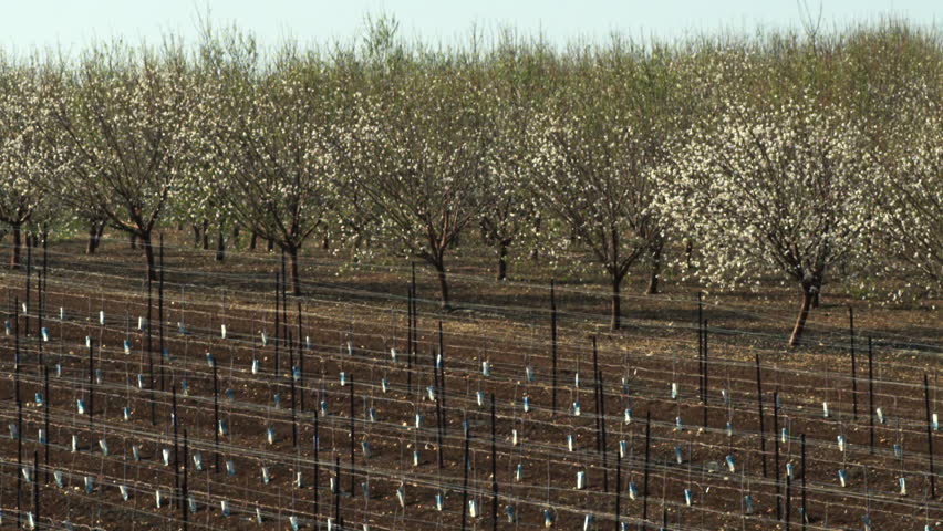 Almond orchards shot in Israel.