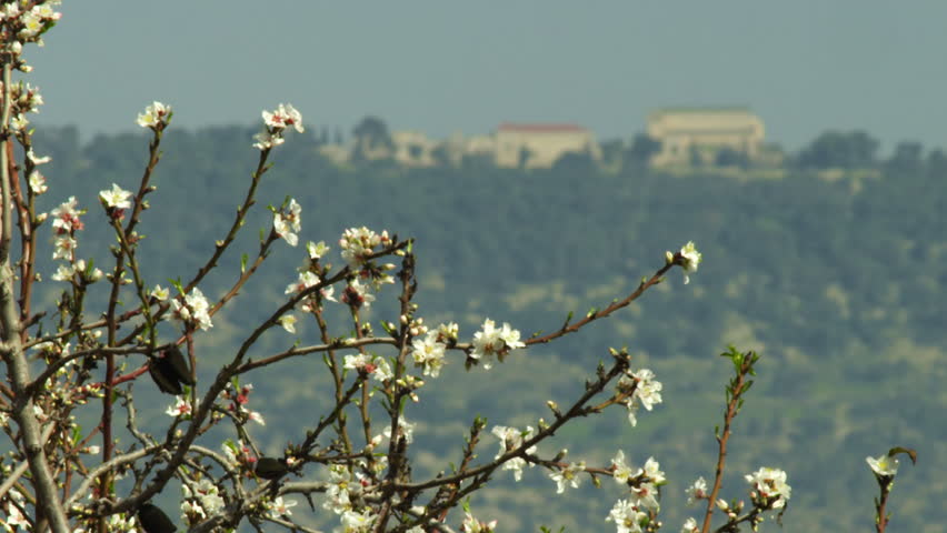 Mount Tabor shot in Israel.