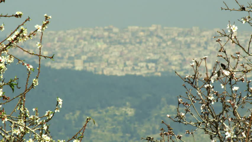 A city seen through almond branches shot in Israel.