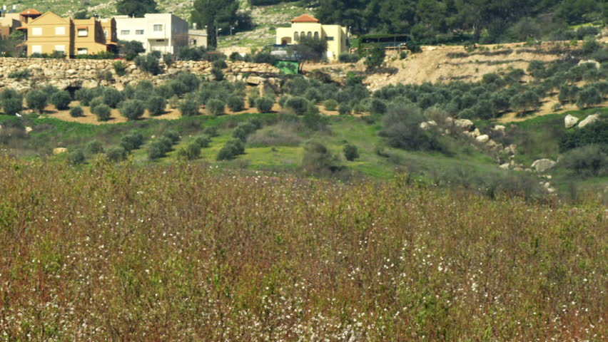 An almond orchard shot in Israel.