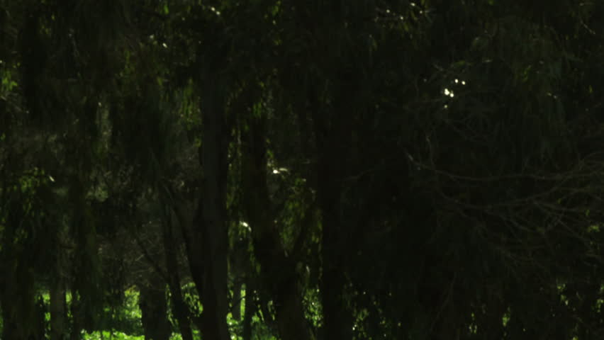 A Mount Tabor forest shot in Israel.