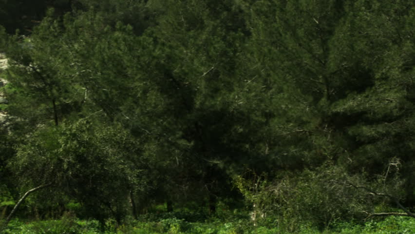 A forest and meadow shot in Israel.