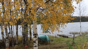 birch autumn lake wind