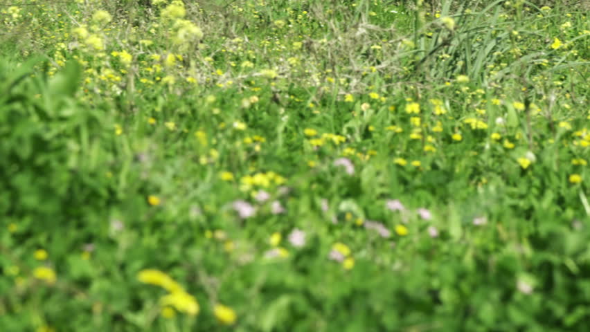 A meadow and trees shot in Israel.