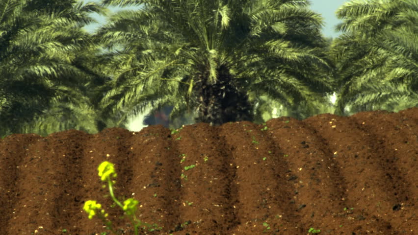 Furrowed soil and palm trees shot in Israel.