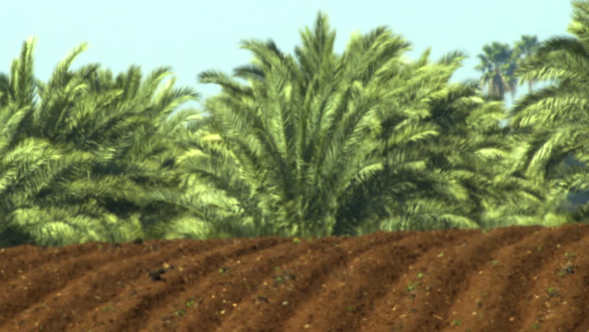 Furrows and palm trees shot in Israel.