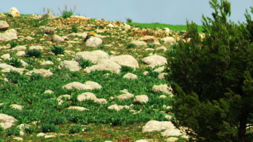 A lone tree in a rocky meadow shot in Israel.
