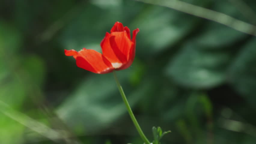 A lone red flower in the breeze shot in Israel.