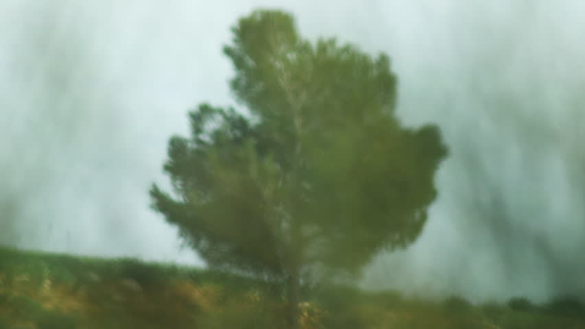 A lone tree seen through grass shot in Israel.