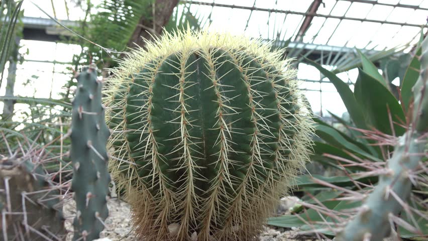 Spherical Cactus In Big Greenhouse Stock Footage Video 100 Royalty Free 20134777 Shutterstock