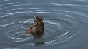 Footage duck swimming on the lake in park. HD video. 120 fps