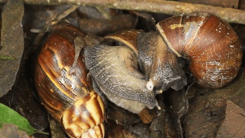trio of African Giant Snails (Achatina fulica) mating. 