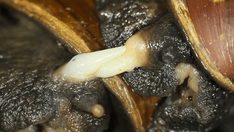 African Giant Snails (Achatina fulica) mating. 