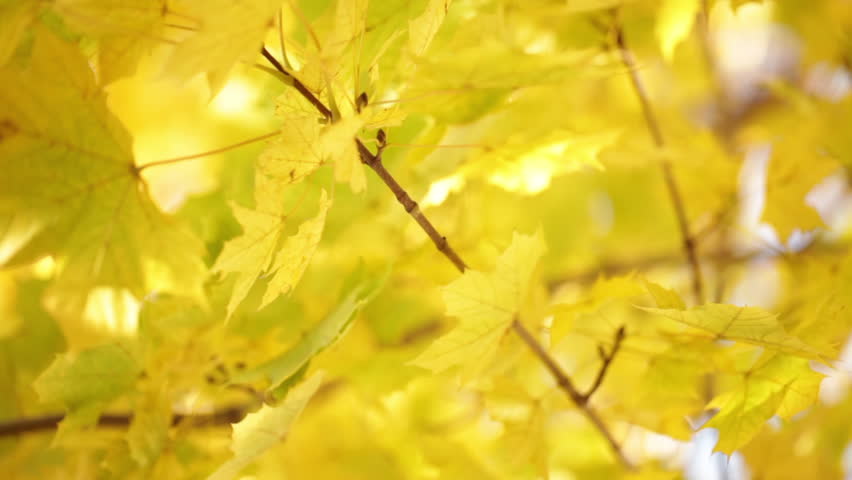 Beautiful Yellow Maple Leaves