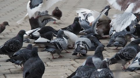 Pigeons in a city, flock of birds